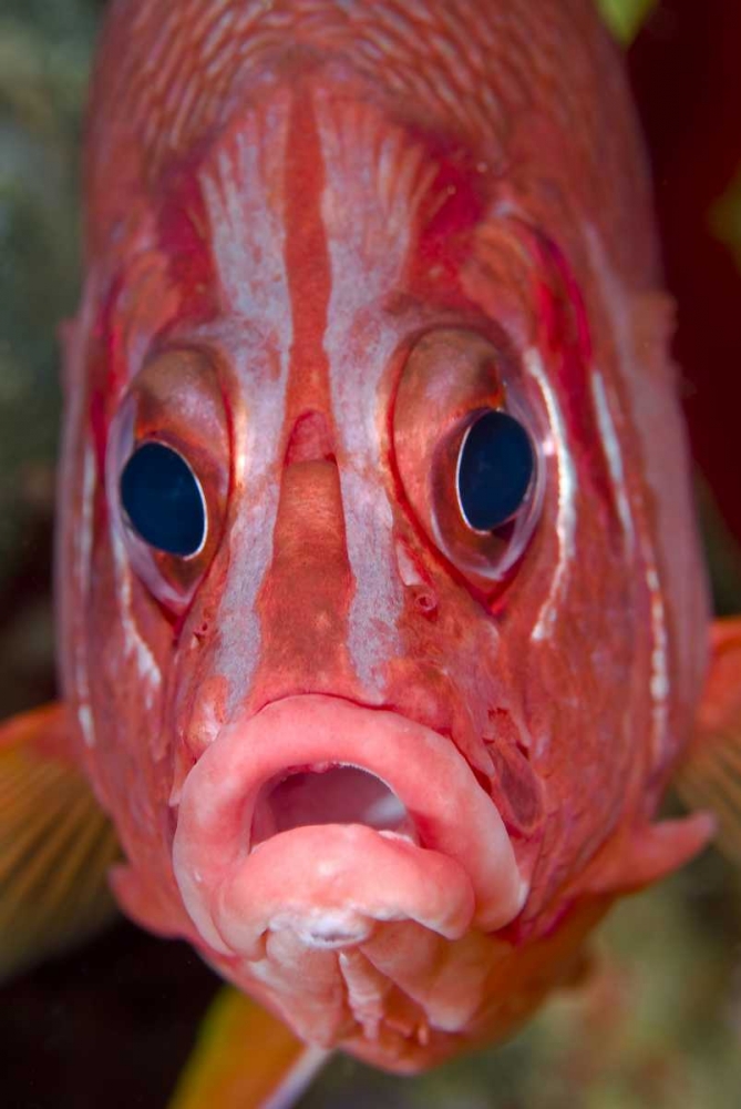 Colorful squirrelfish, Papua, Indonesia